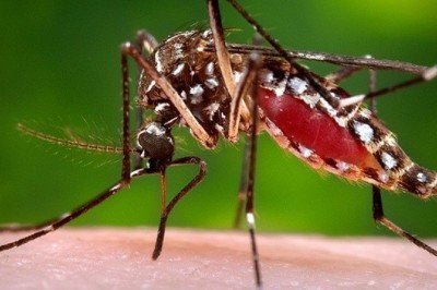En Chiapas van 8 defunciones por probable dengue: SSA