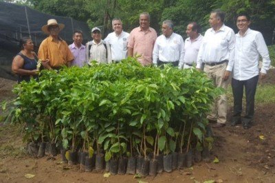 Entrega Unach 170 mil plantas  de café a productores ejidales frailescanos 