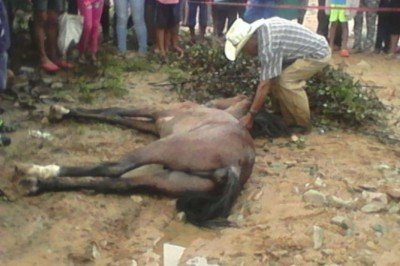 Muere caballo electrocutado  al pisar cable de luz