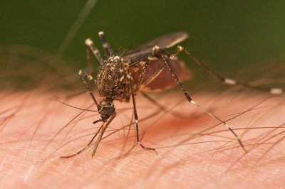 Casi 2 mil 700 casos de dengue en el estado