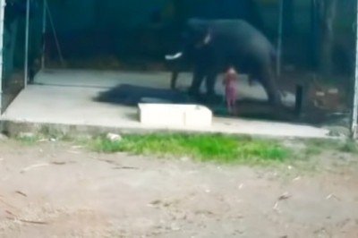 Elefante aplasta y mata a hombre que lo golpeó (VIDEO)