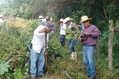 Continúa la  reforestación en Villacorzo