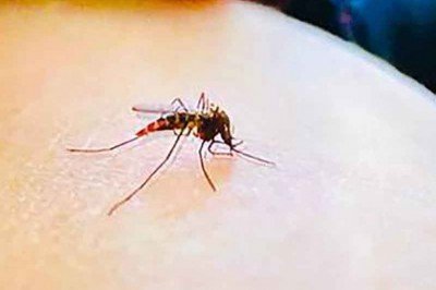 Al alza casos de dengue