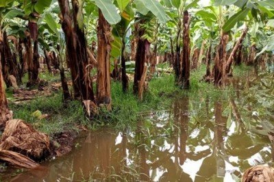 Agricultores de Chiapas urgen declaratoria de desastre por lluvias: es la segunda entidad con la mayor cosecha en el país