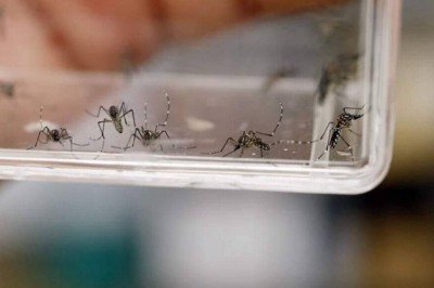 Aumento alarmante de casos de dengue: SSA