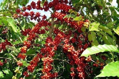 Falta mano de obra en la pisca del café en Chiapas 