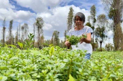 Falta de pagos en Producción para el bienestar, “complicó producciones”: Coduc