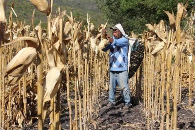 El campo mexicano, el perdedor en tratado con EU y Canadá